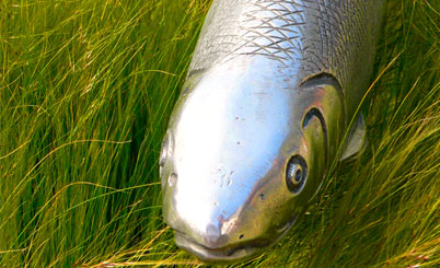 高级专业版本的安卓ddos攻击工具